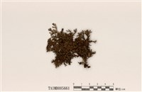 藏品(臺灣球粉衣)的圖片